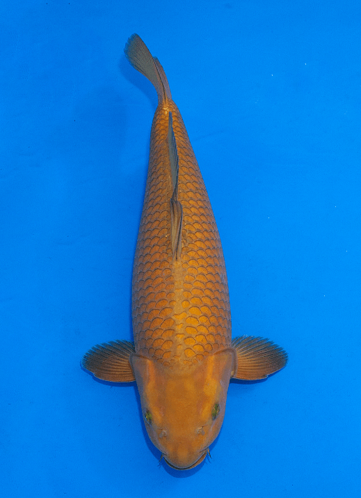 Japanse koi Ogata Chagoi Marusei Yonsai 54 cm Female