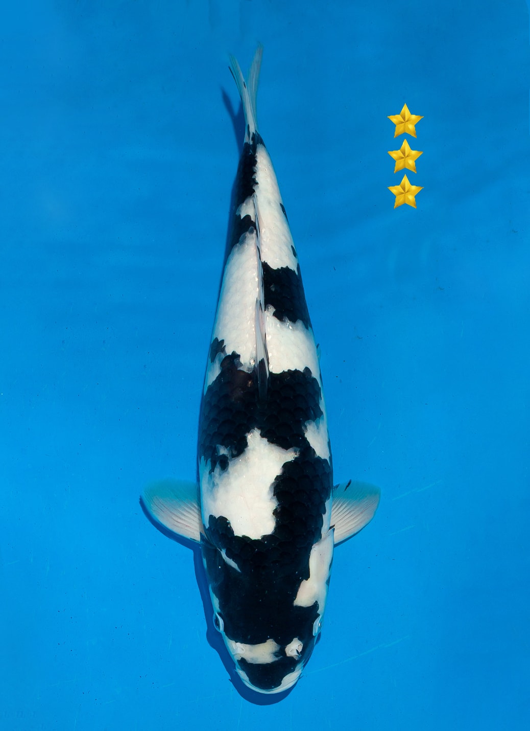Japanse koi Ogata Omosako  Shiro-utsuri Tosai 40cm