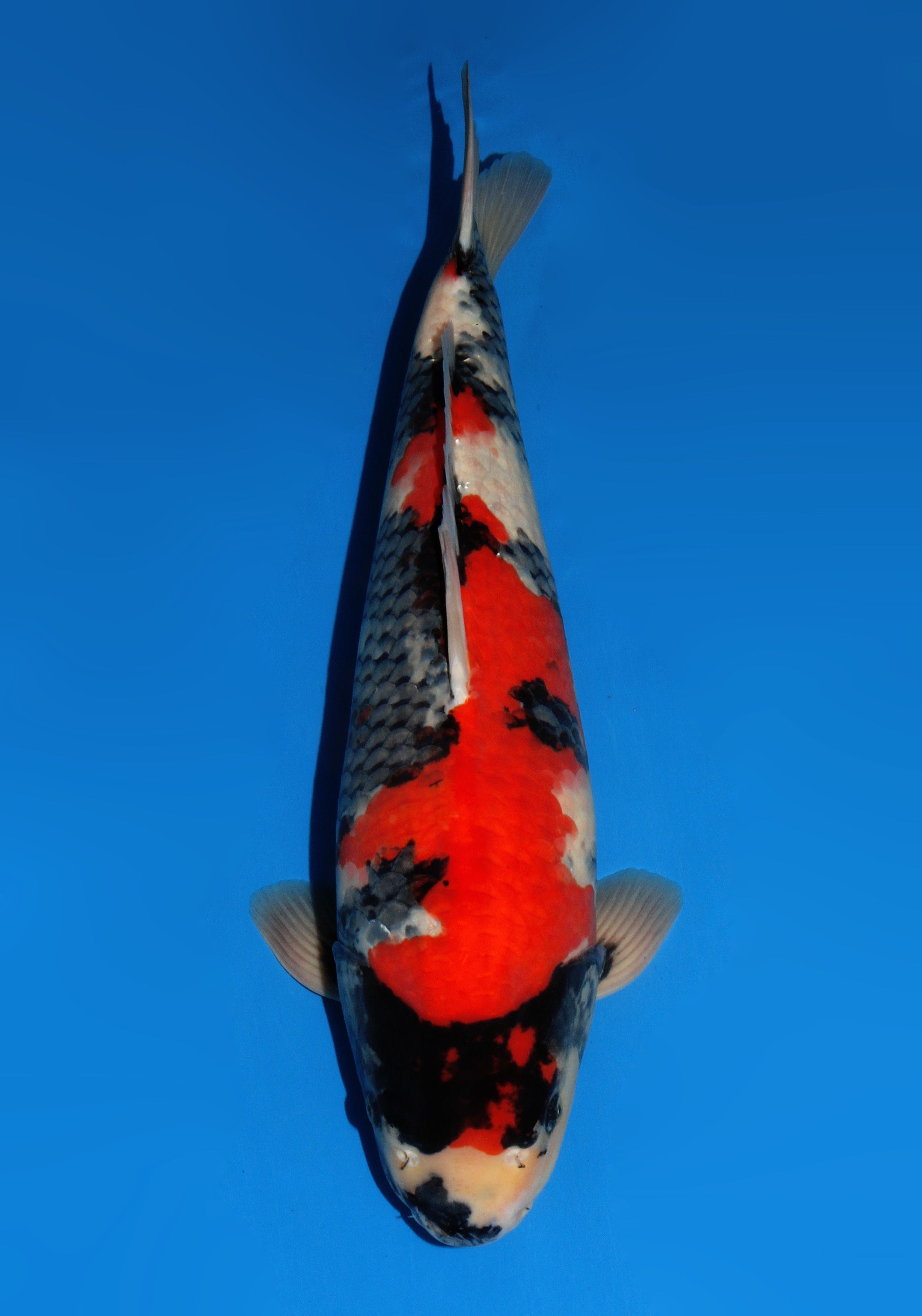 Japanse koi Dainichi Showa Gosai 55 cm Male