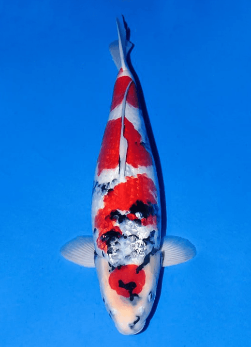 Japanse koi Ogata Ginrin Showa Isa Gosai 59 cm Male