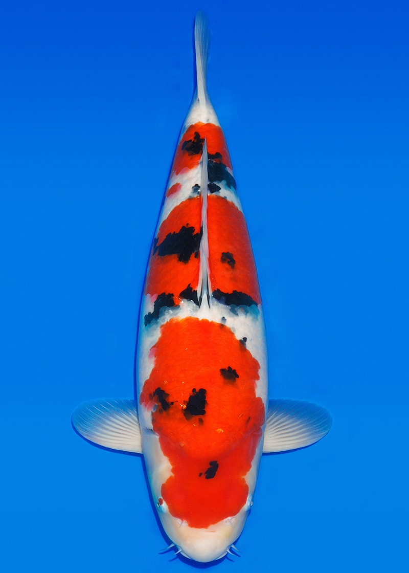 Japanse koi Sakai Co.   Sanke Sansai 62cm