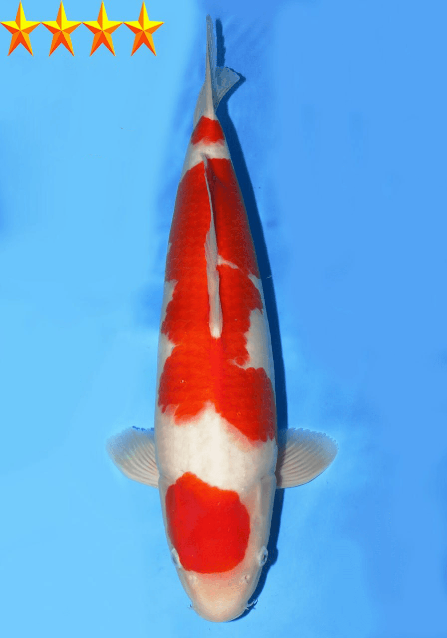 Japanse koi Dainichi Toyota Kohaku Kinsen Gosai 48 cm Female
