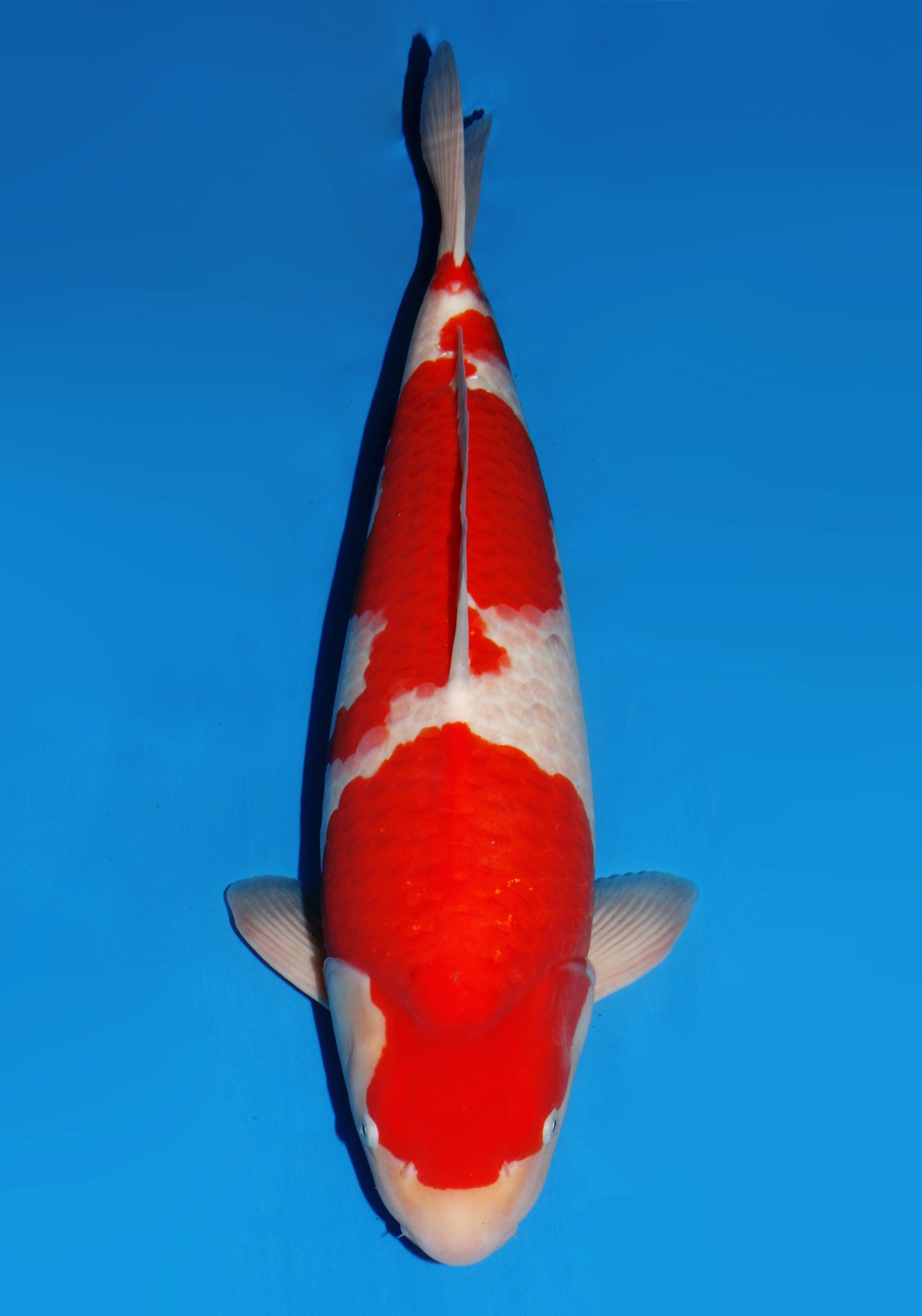 Japanse koi Dainichi Kohaku Gosai 56 cm Male