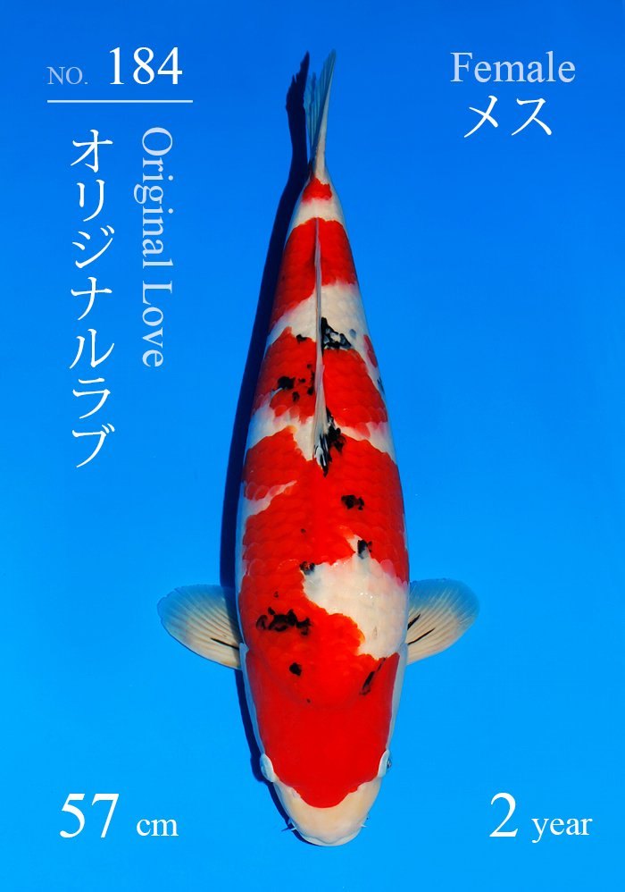 Japanse koi Sakai Fish Farm Sanke Original love Nisai 58 cm Female