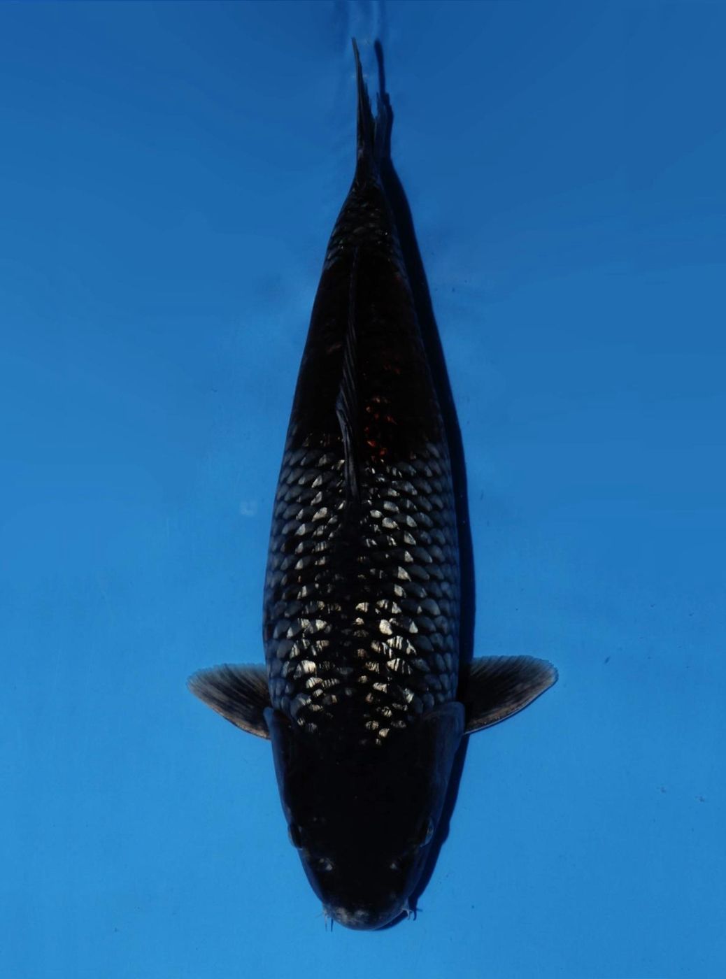 Japanse koi Dainichi Ginrin Ochiba BlackDiamondX Rokusai + 55 cm Male