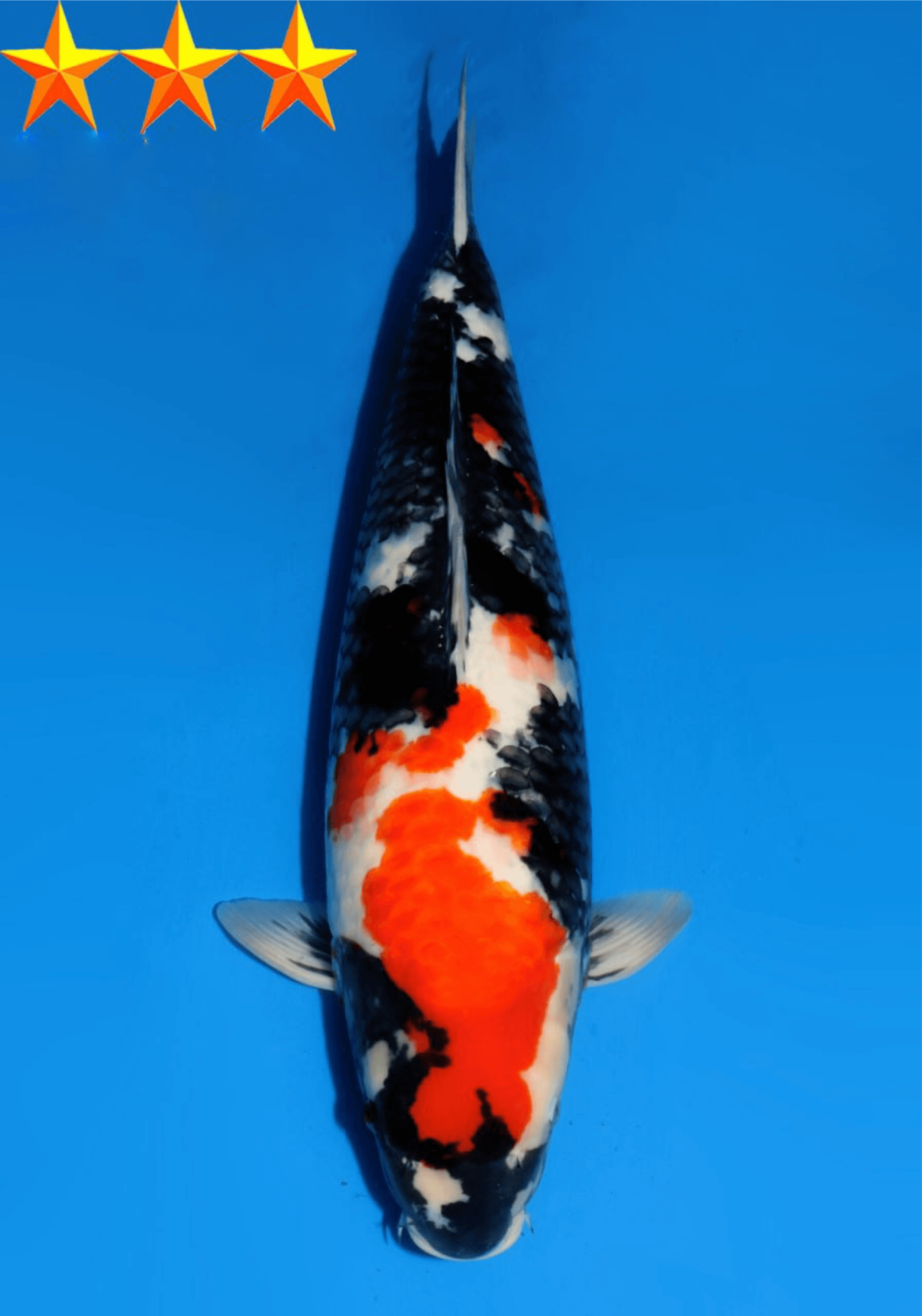 Japanse koi Dainichi Showa SuperMonster Gosai 61 cm Female