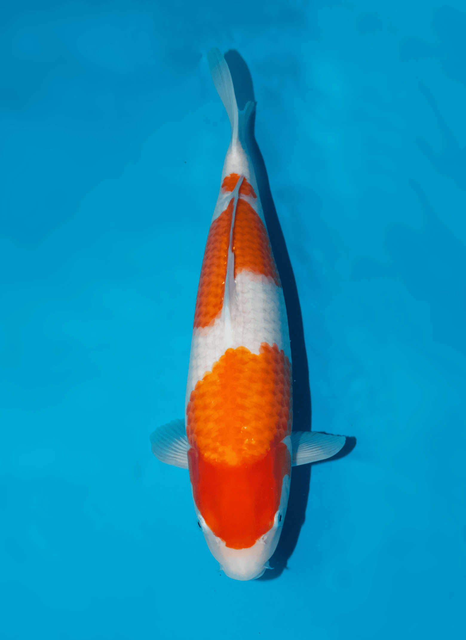 Japanse koi Sakai Fish Farm Kohaku Sakai Gosai 45 cm Female