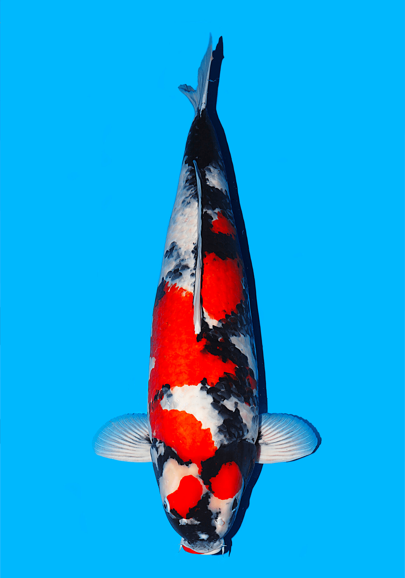 Japanse koi Isa Showa Rokusai + 76 cm Female