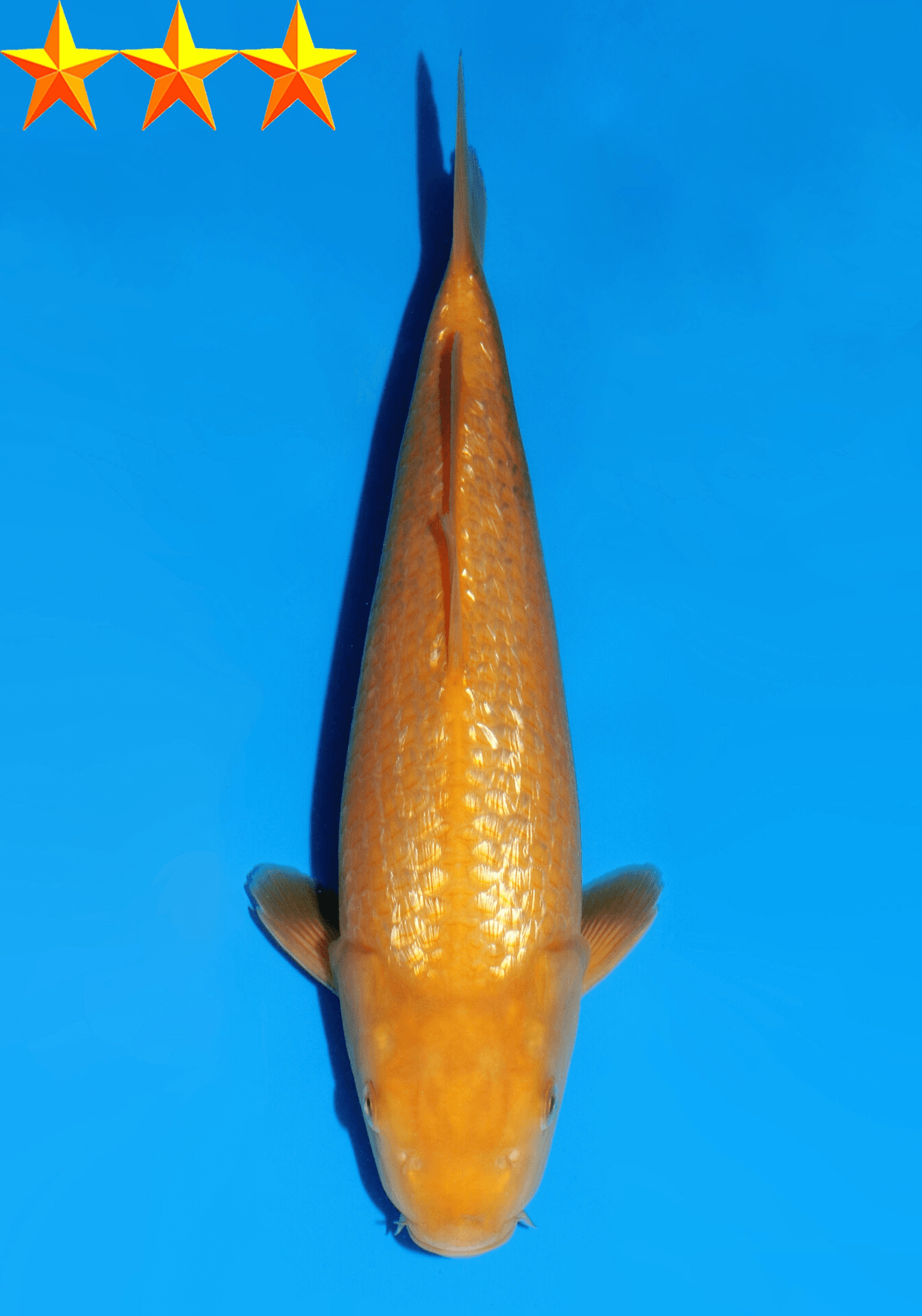 Japanse koi Dainichi YellowMonkey Ginrin Karashigoi Sansai 28cm