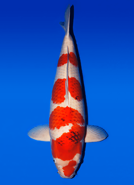 Japanse koi Oishi Goromo Rokusai + 85 cm Female