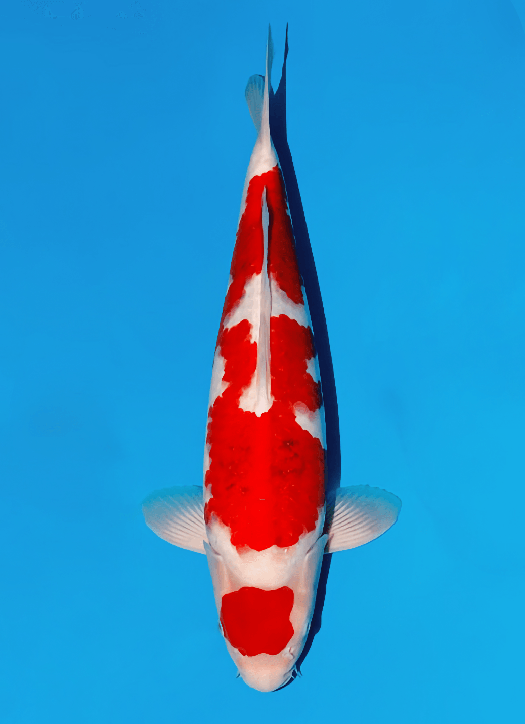 Japanse koi Momotaro Kamuy  Goromo Tosai 48cm