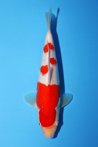 Japanse koi Momotaro Mako  Kohaku Sansai 50cm