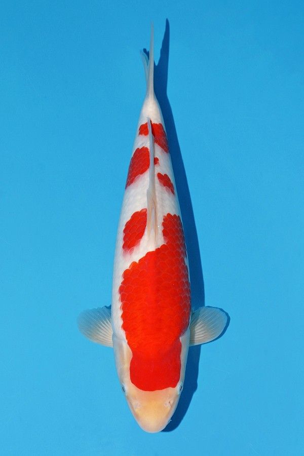 Japanse koi Momotaro   Kohaku Sansai 67cm