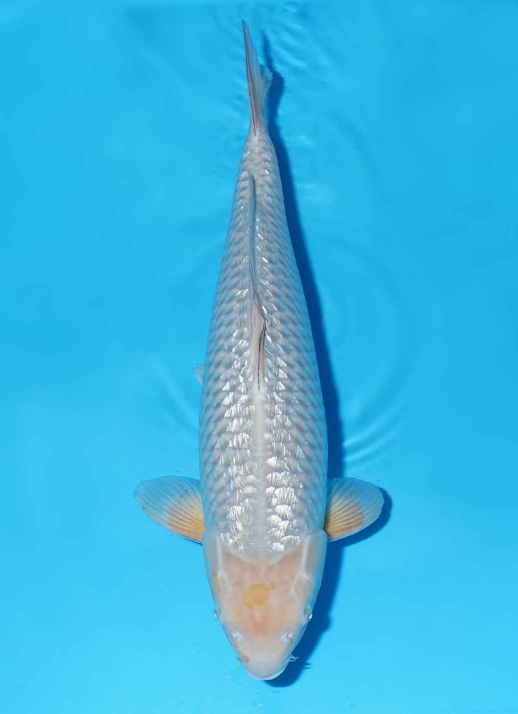 Japanse koi Momotaro  Ginrin Soragoi Sansai 62cm