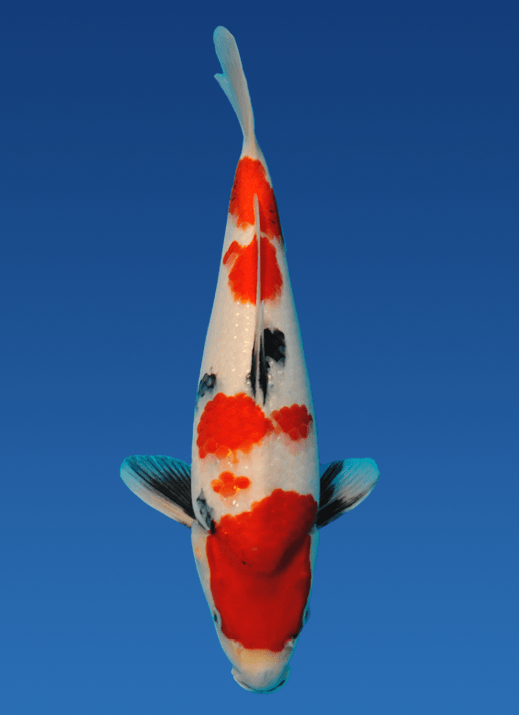 Japanse koi Momotaro Showa Rokusai + 41 cm Female