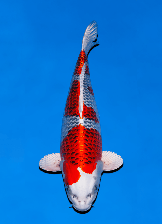 Japanse koi Ogata Kujaku Omosako Yonsai 51 cm Female