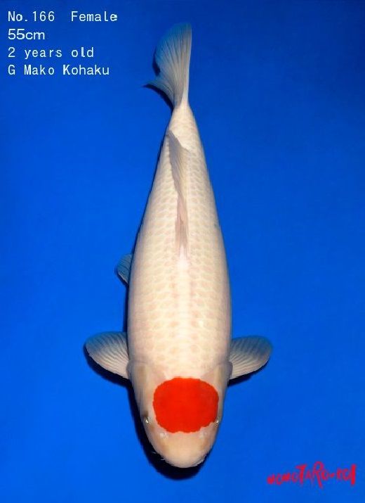 Japanse koi Momotaro Kohaku G Mako Rokusai + 55 cm Female