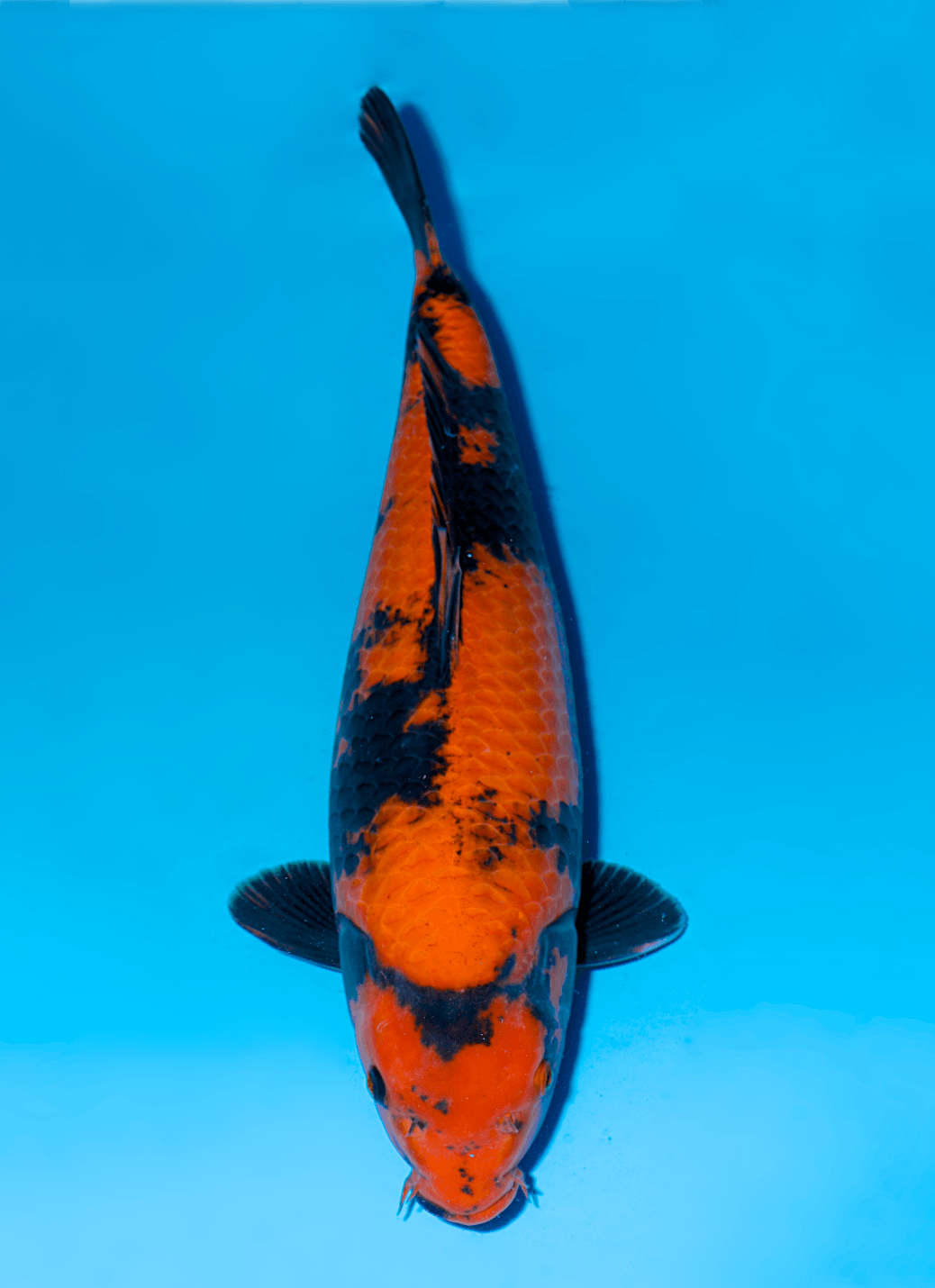 Japanse koi Shinoda   Hi-utsuri Nisai 54cm