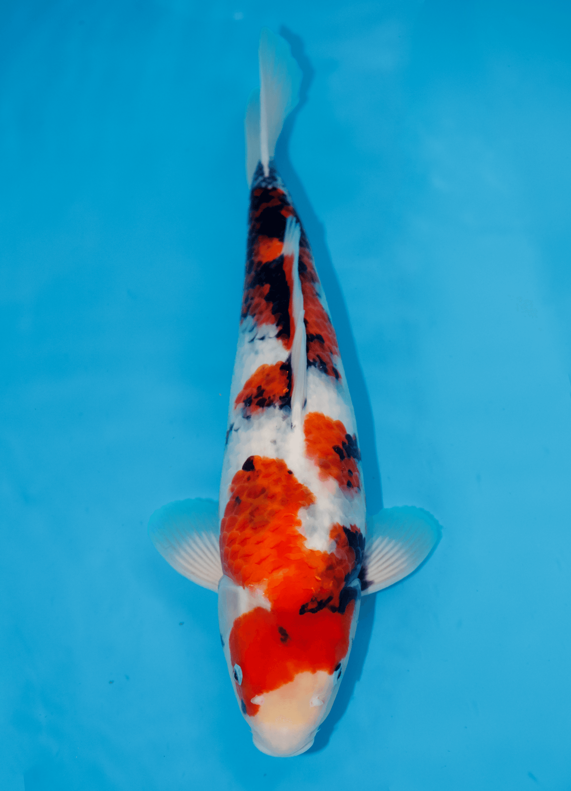 Japanse koi Momotaro Showa Rokusai + 48 cm Female