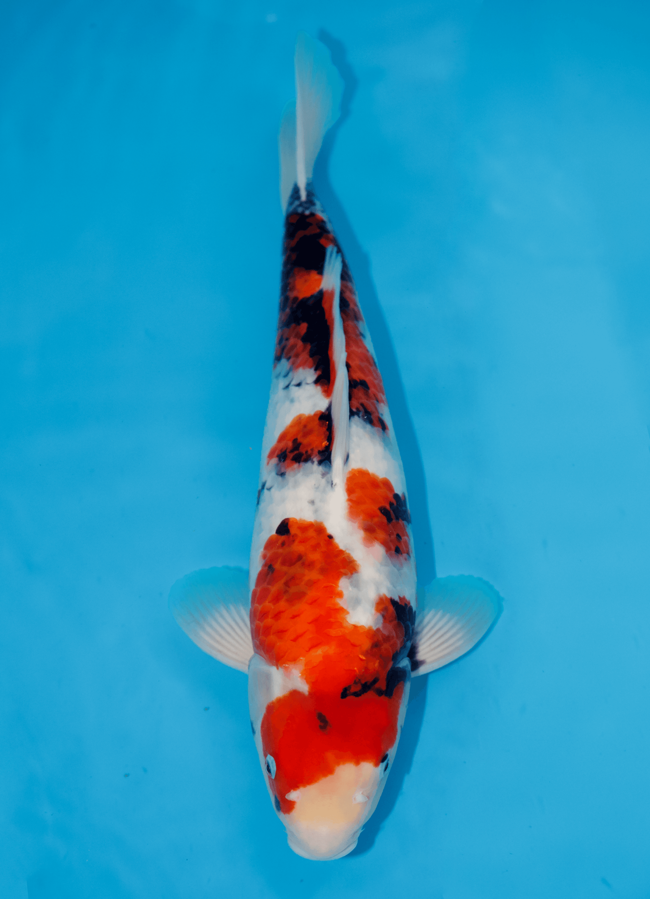 Japanse koi Momotaro Showa Rokusai + 48 cm Female