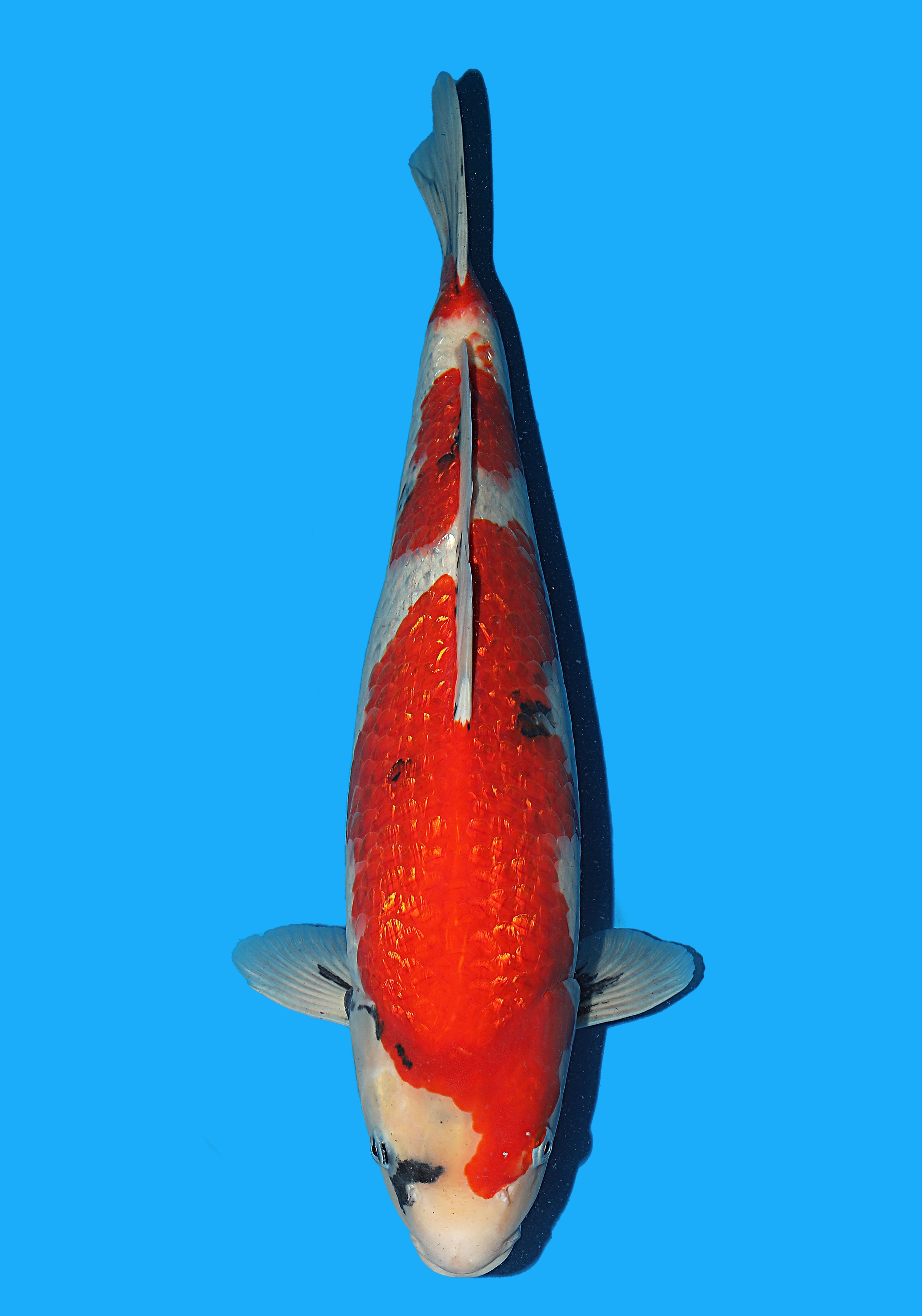 Japanse koi Hiroi Ginrin Showa Rokusai + 50 cm Female
