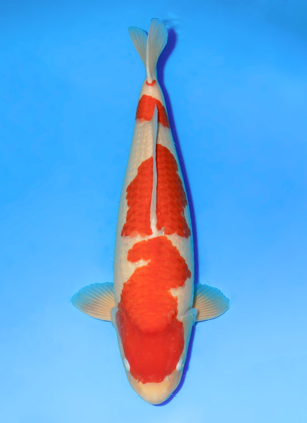 Japanse koi Dainichi RedTiger  Kohaku Nisai 62cm
