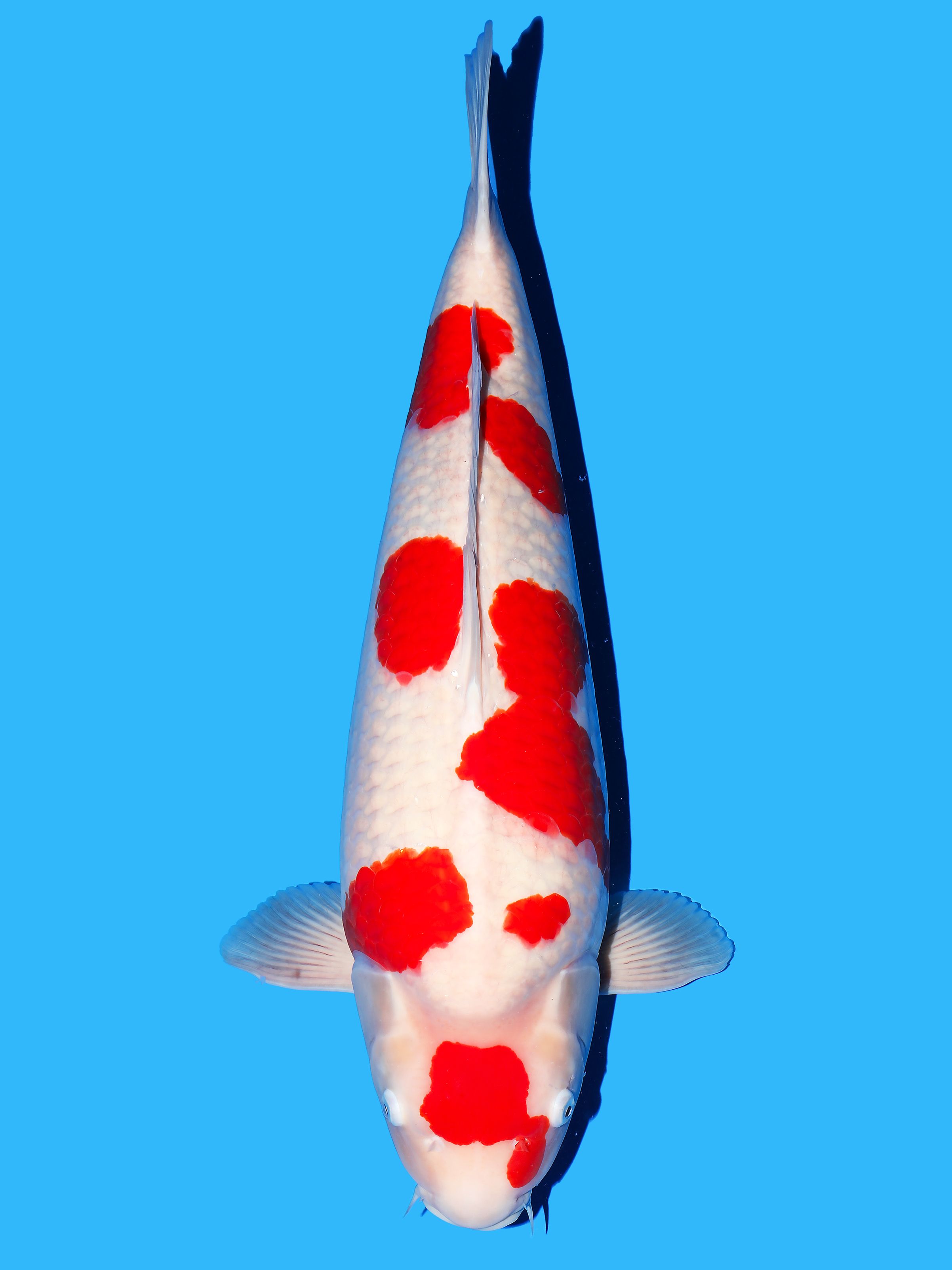 Japanse koi Maruyama   Kohaku Rokusai + 68cm
