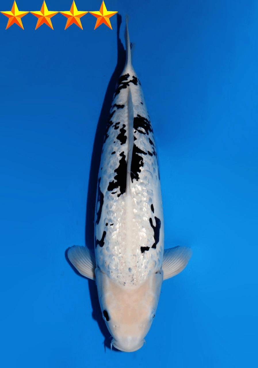 Japanse koi Dainichi Doitsu Soragoi Gosai 54 cm Female