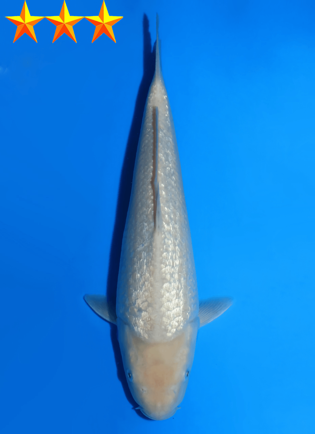 Japanse koi Dainichi YellowMonkey Ginrin Soragoi Tosai 32cm