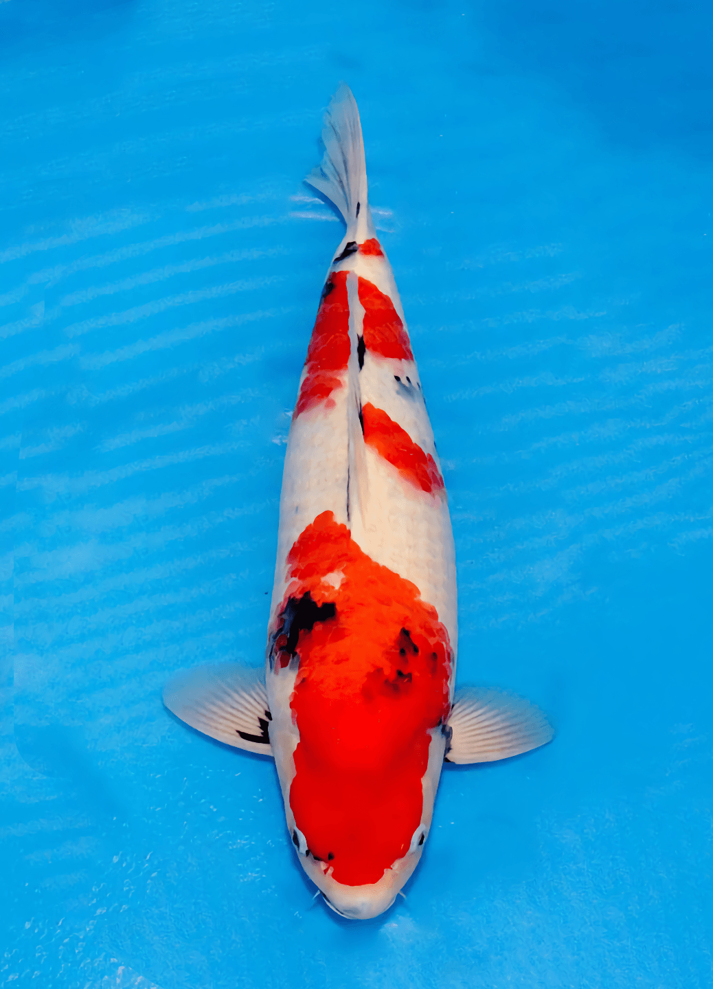 Japanse koi Marushin Showa Rokusai + 50 cm Male