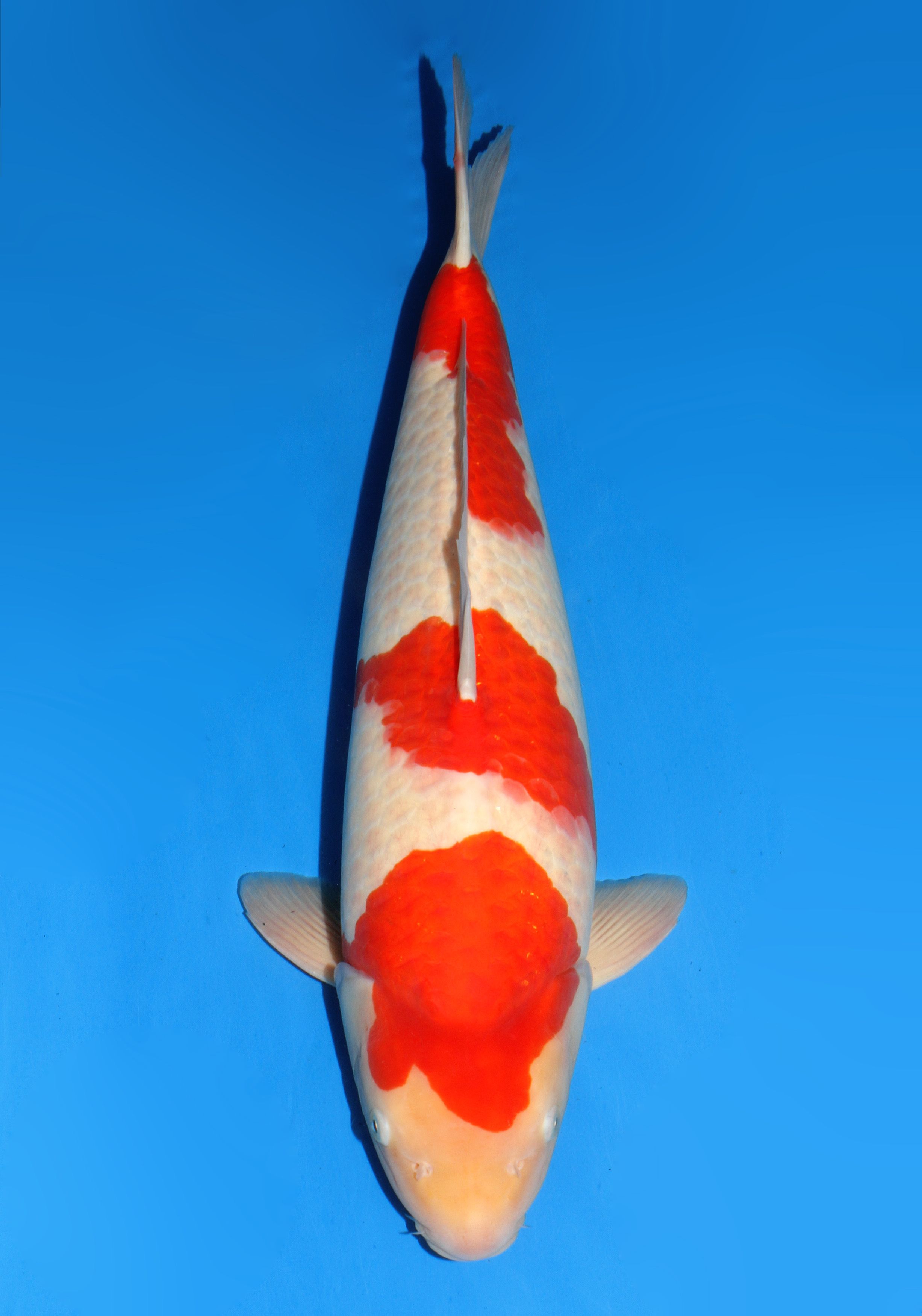 Japanse koi Dainichi Kohaku Gosai 59 cm Male