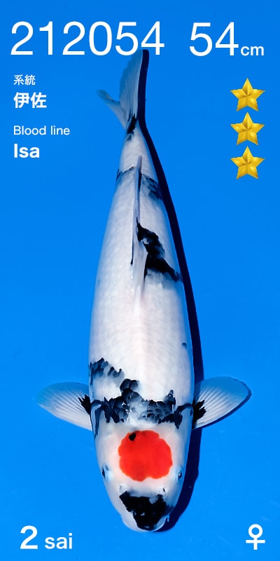 Japanse koi Ogata Showa MonaLisa Gosai 53 cm Female