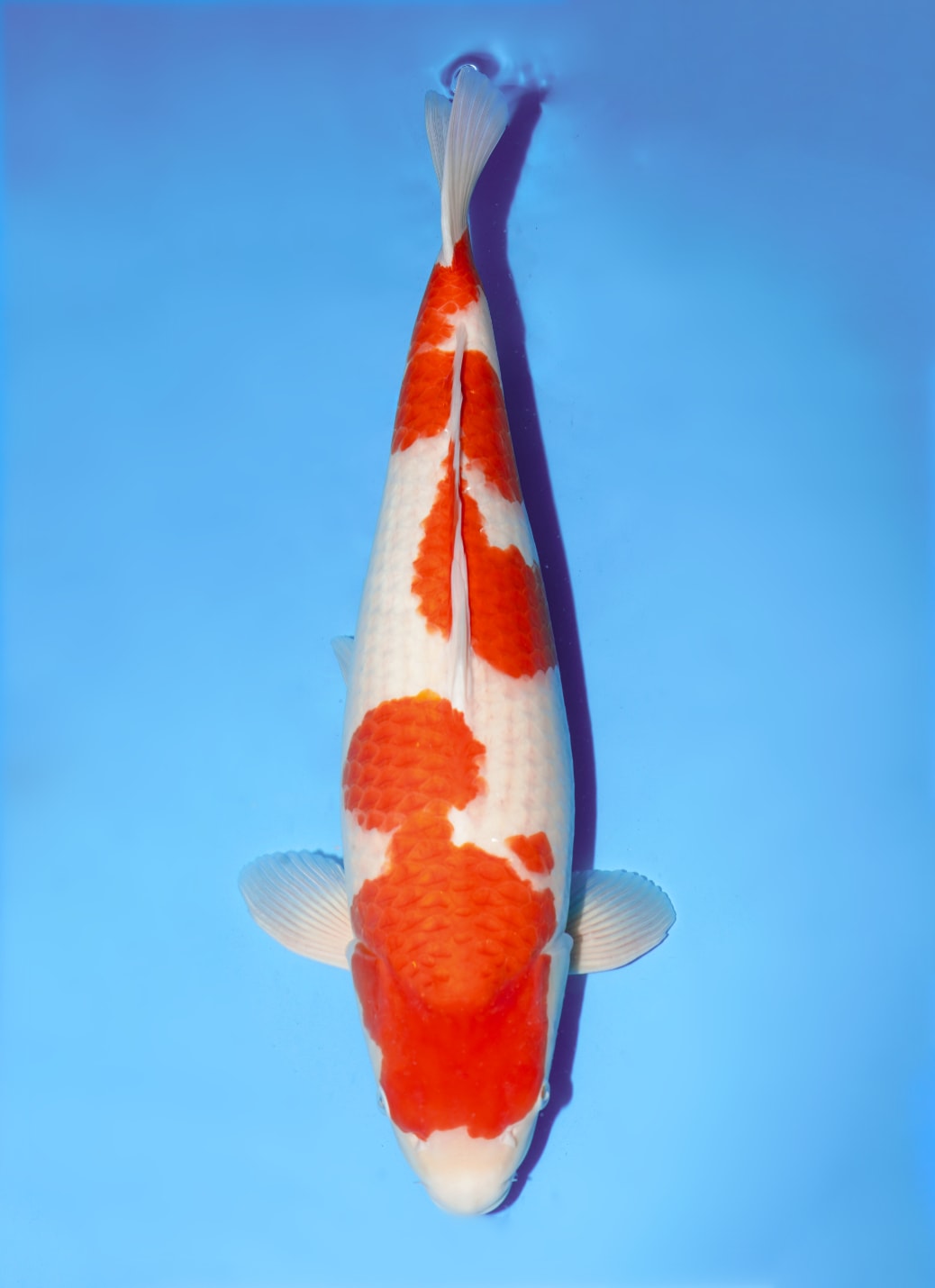 Japanse koi Dainichi Toyota Nanako x Nao  Kohaku Nisai 60cm