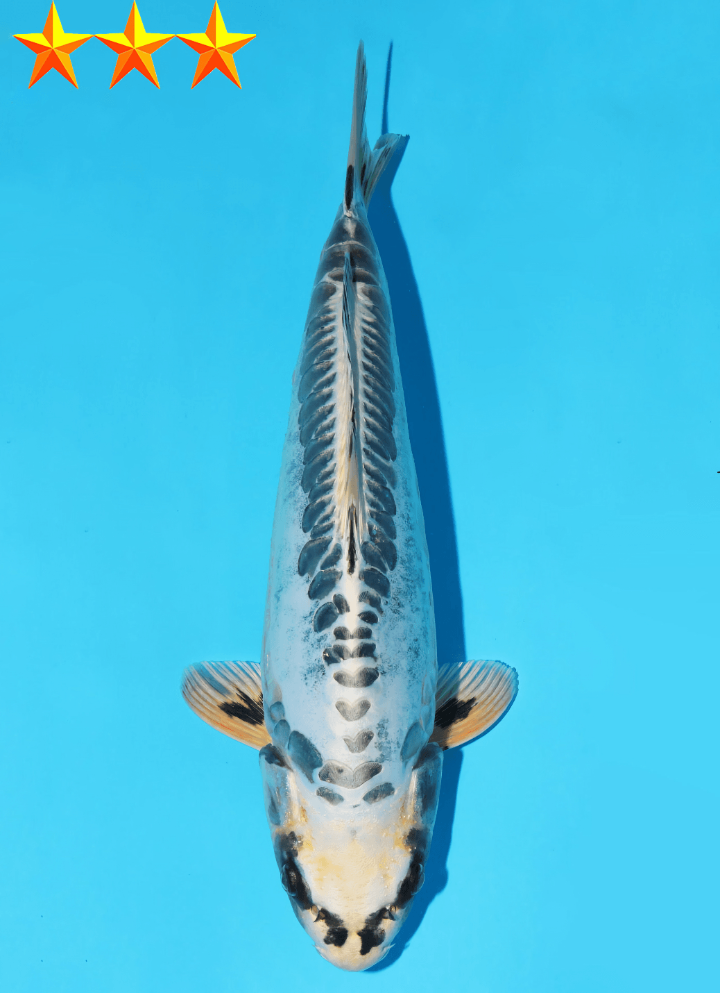 Japanse koi te koop Dainichi Toyota Kikokuryu YellowDragon Sansai 33 cm Female