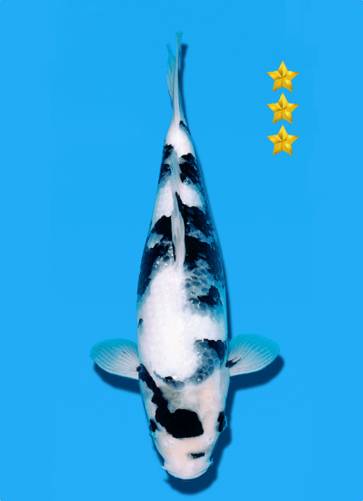 Japanse koi Ogata Shiro-utsuri Omosako Yonsai 33 cm Female