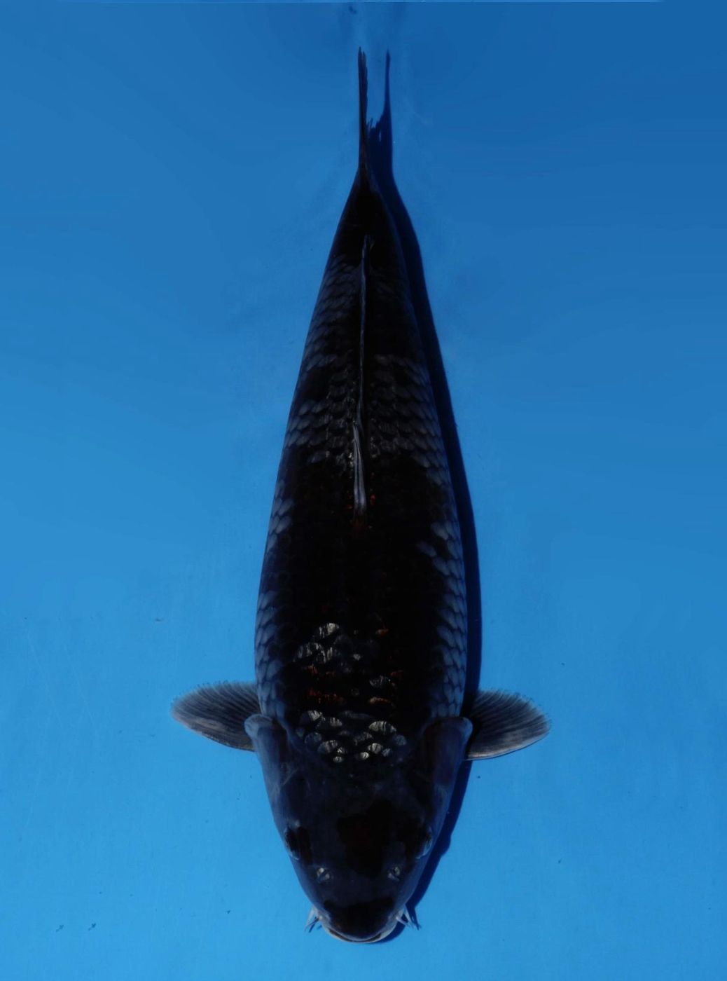 Japanse koi Dainichi Ginrin Ochiba BlackDiamondX Rokusai + 52 cm Male
