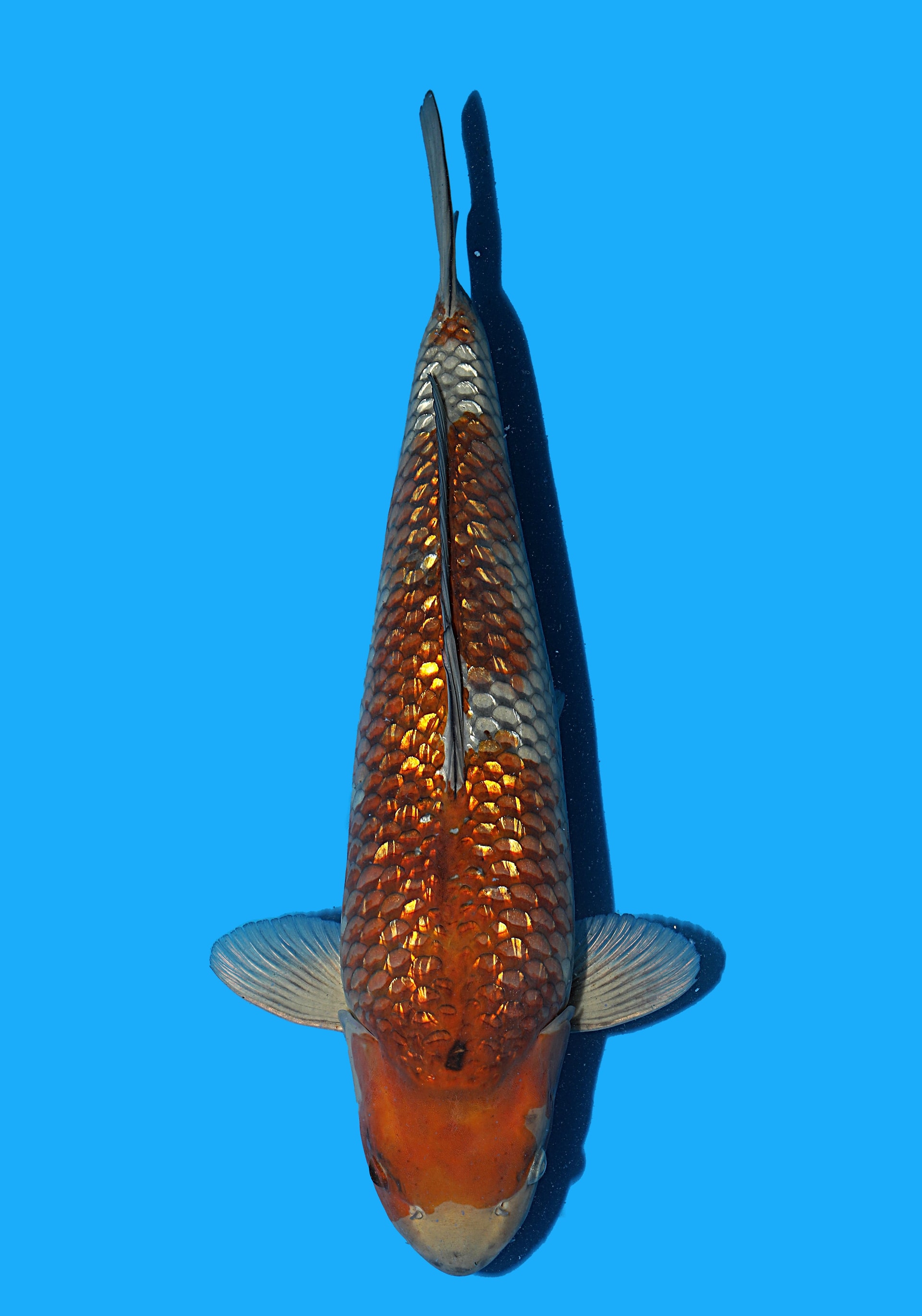 Japanse koi Hiroi Ginrin Ochiba Rokusai + 50 cm Female