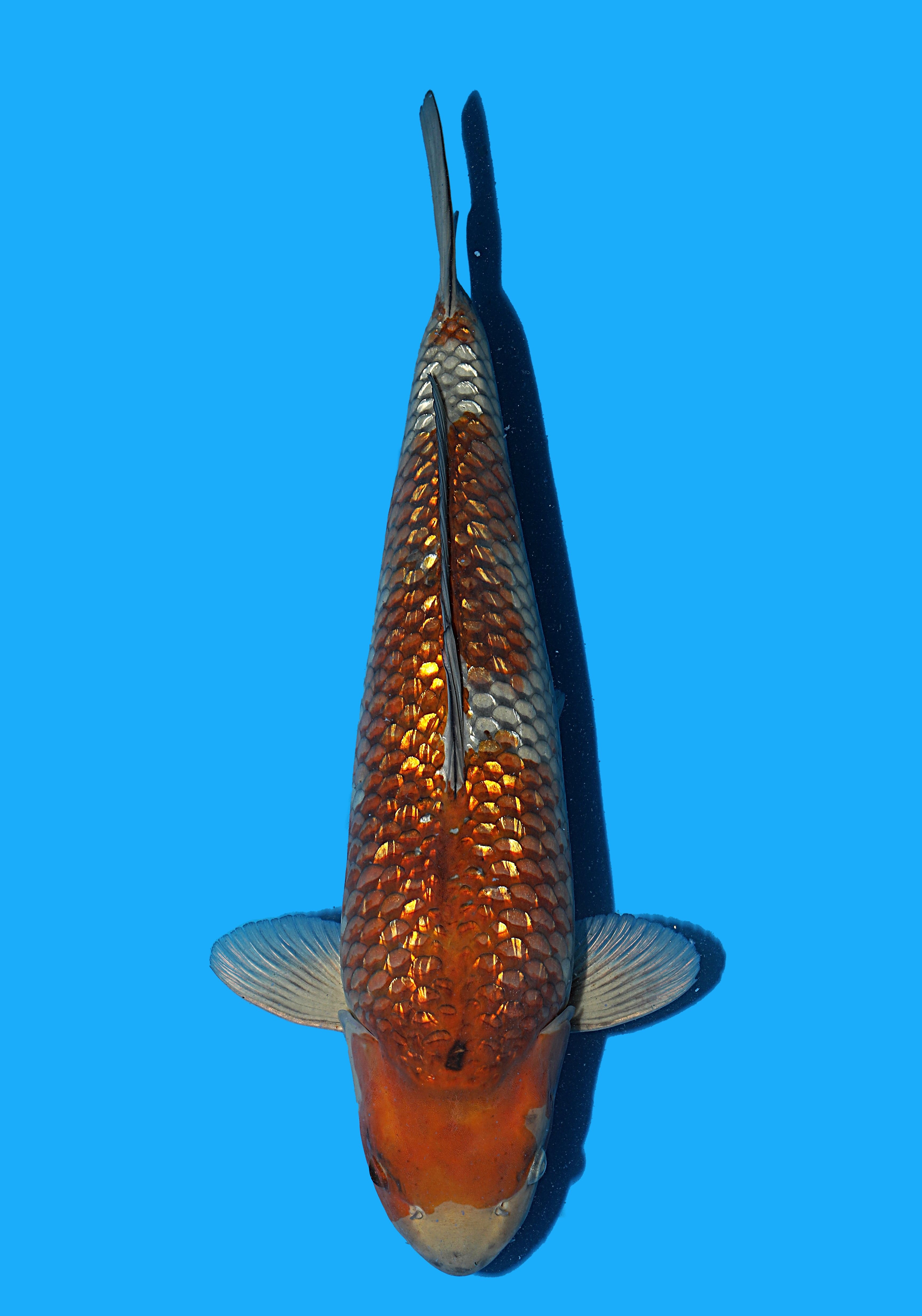 Japanse koi Hiroi Ginrin Ochiba Rokusai + 50 cm Female