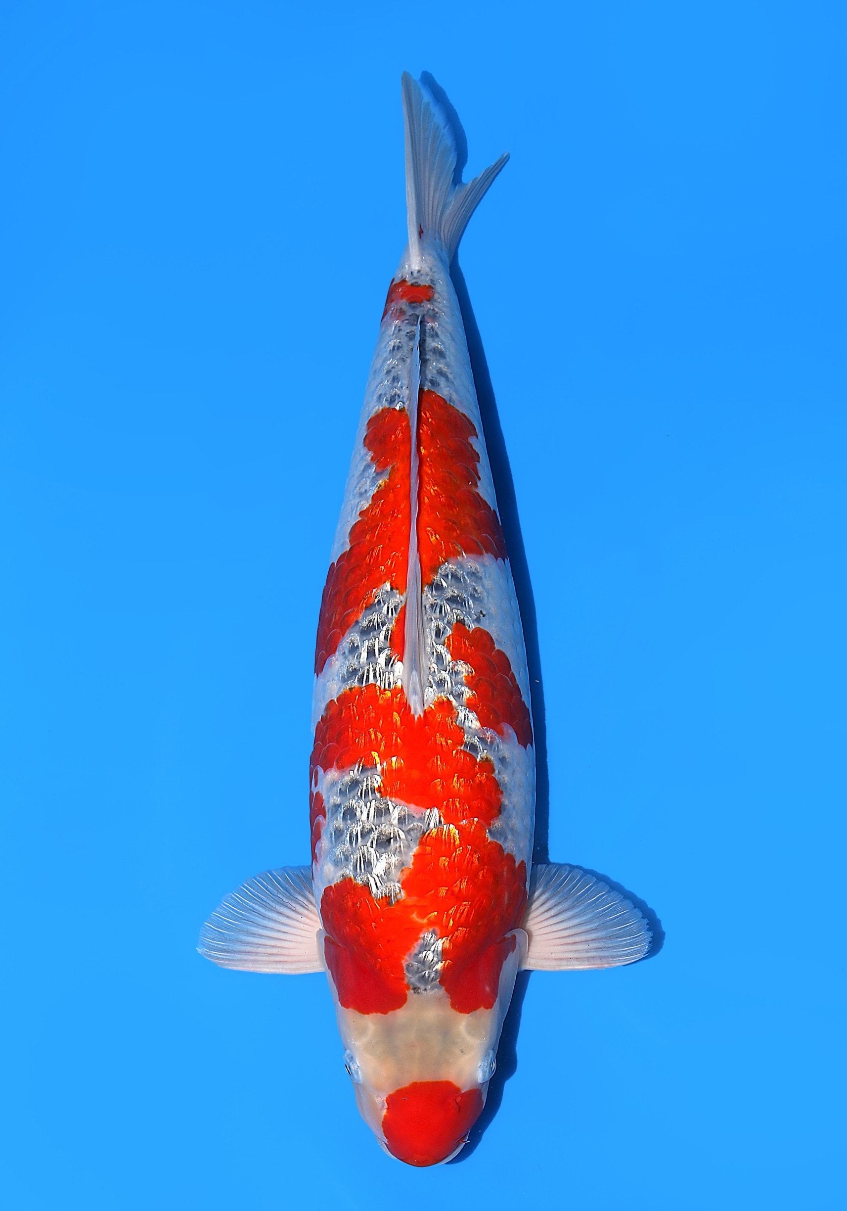 Japanse koi Hiroi  Ginrin Goshiki Nisai 52cm