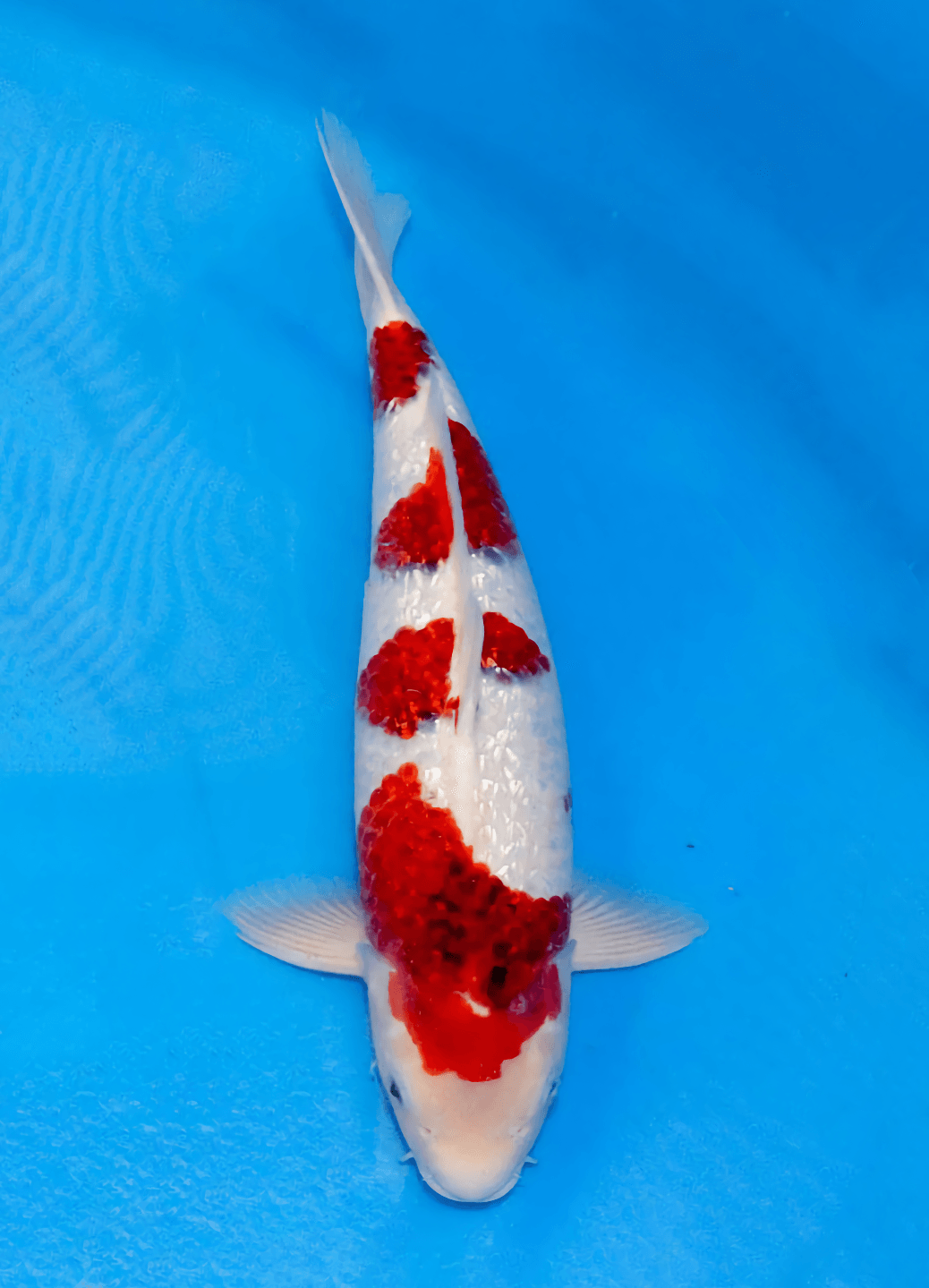 Japanse koi Marushin Ginrin Goromo Rokusai + 45 cm Male