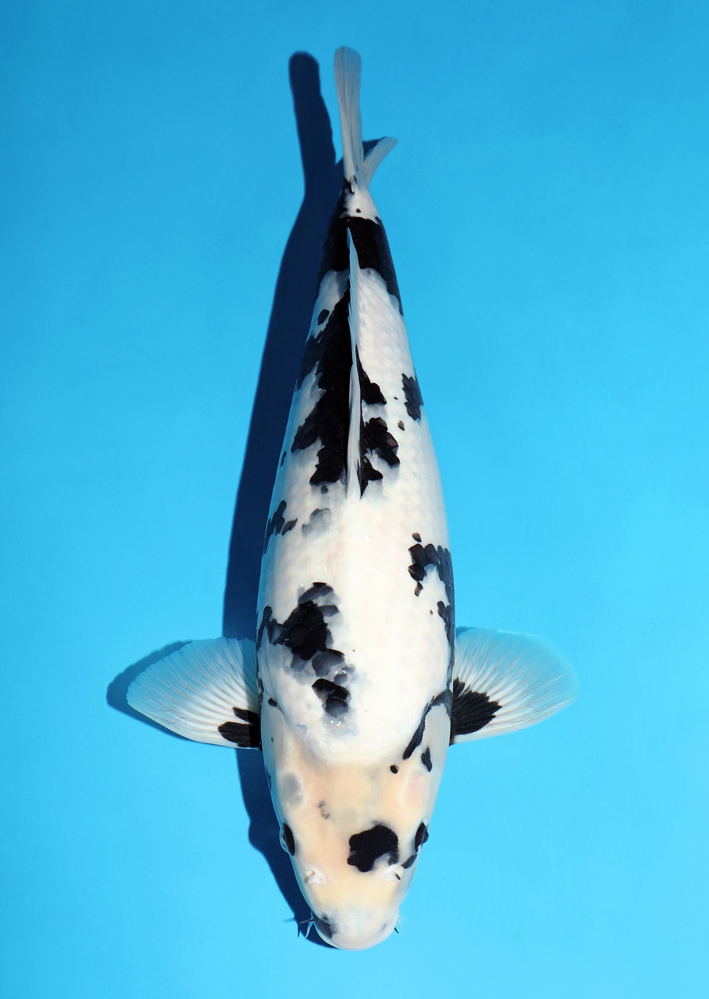Japanse koi Omosako Shiro-utsuri T-Panda Gosai 50 cm Female