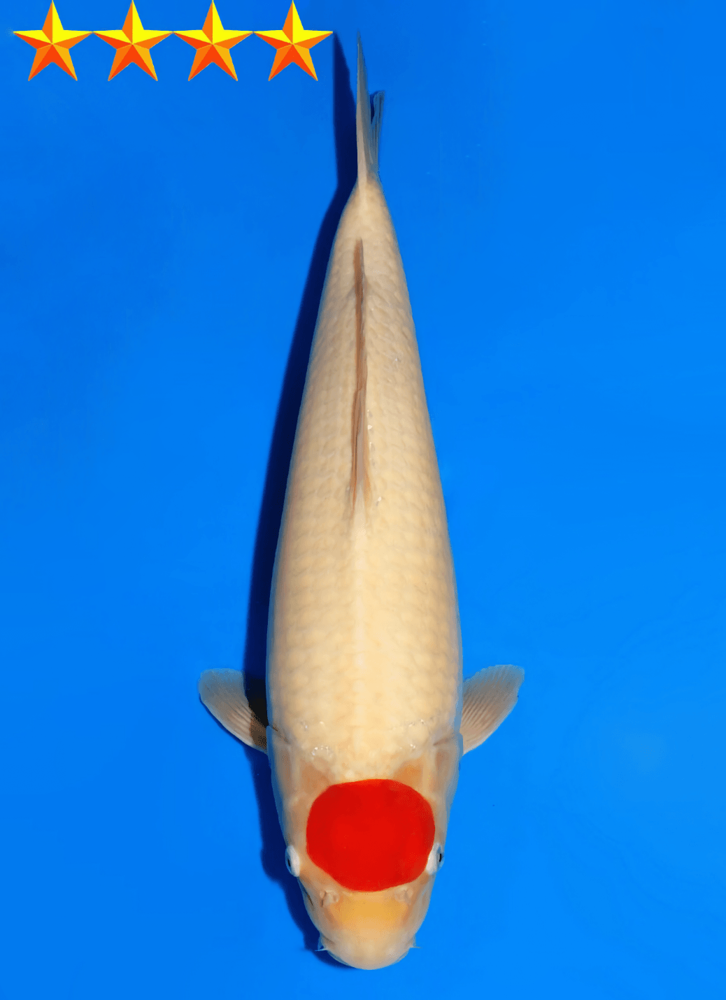 Japanse koi Dainichi DMM  Kohaku Tosai 45cm