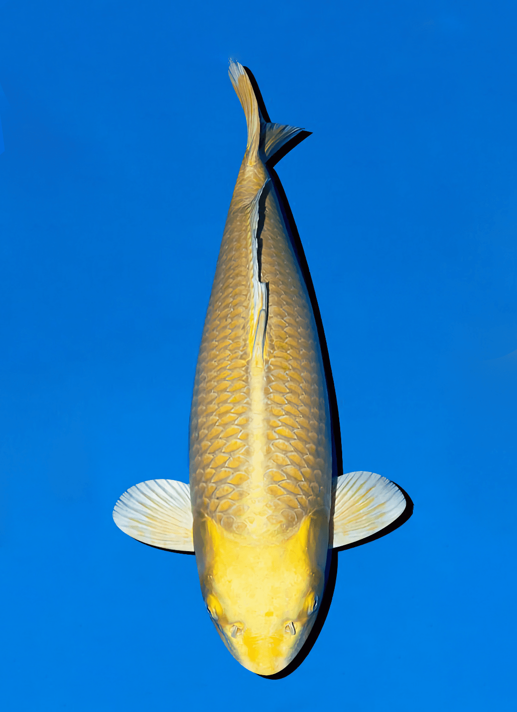 Japanse koi Ogata Izumiya  Yamabuki Ogon Sansai 67cm