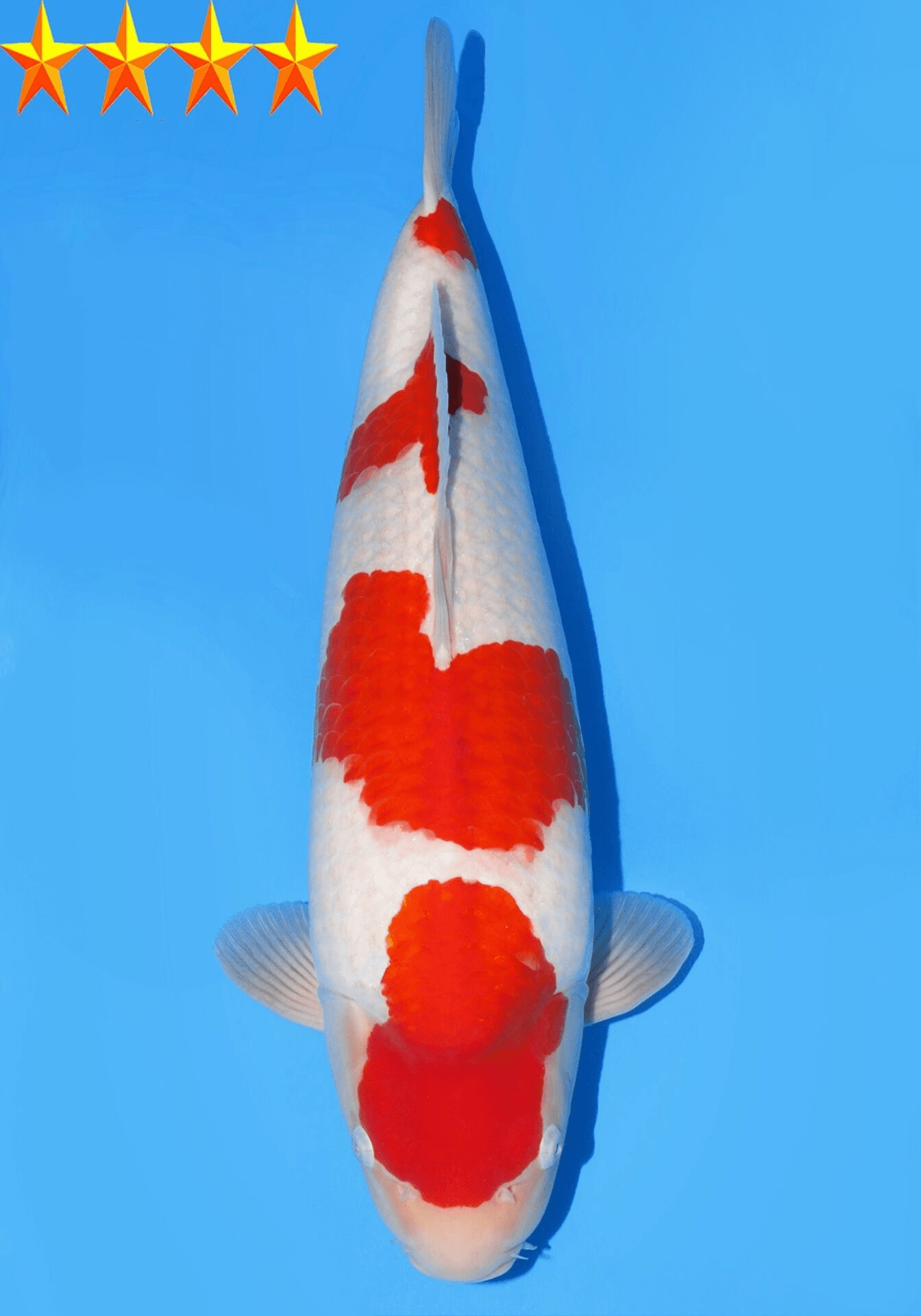 Japanse koi Dainichi Toyota Kohaku Nanako x Nao Gosai 59 cm Female