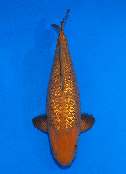 Japanse koi Ogata Ginrin Chagoi Marusei Yonsai 56 cm Female