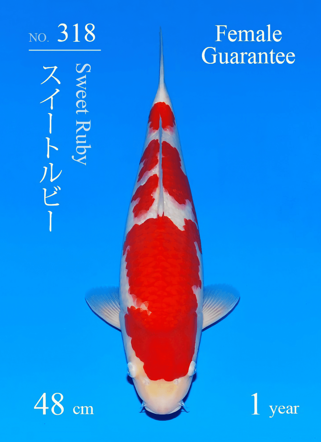 Japanse koi Sakai Fish Farm Sweet Ruby  Kohaku Tosai 48cm