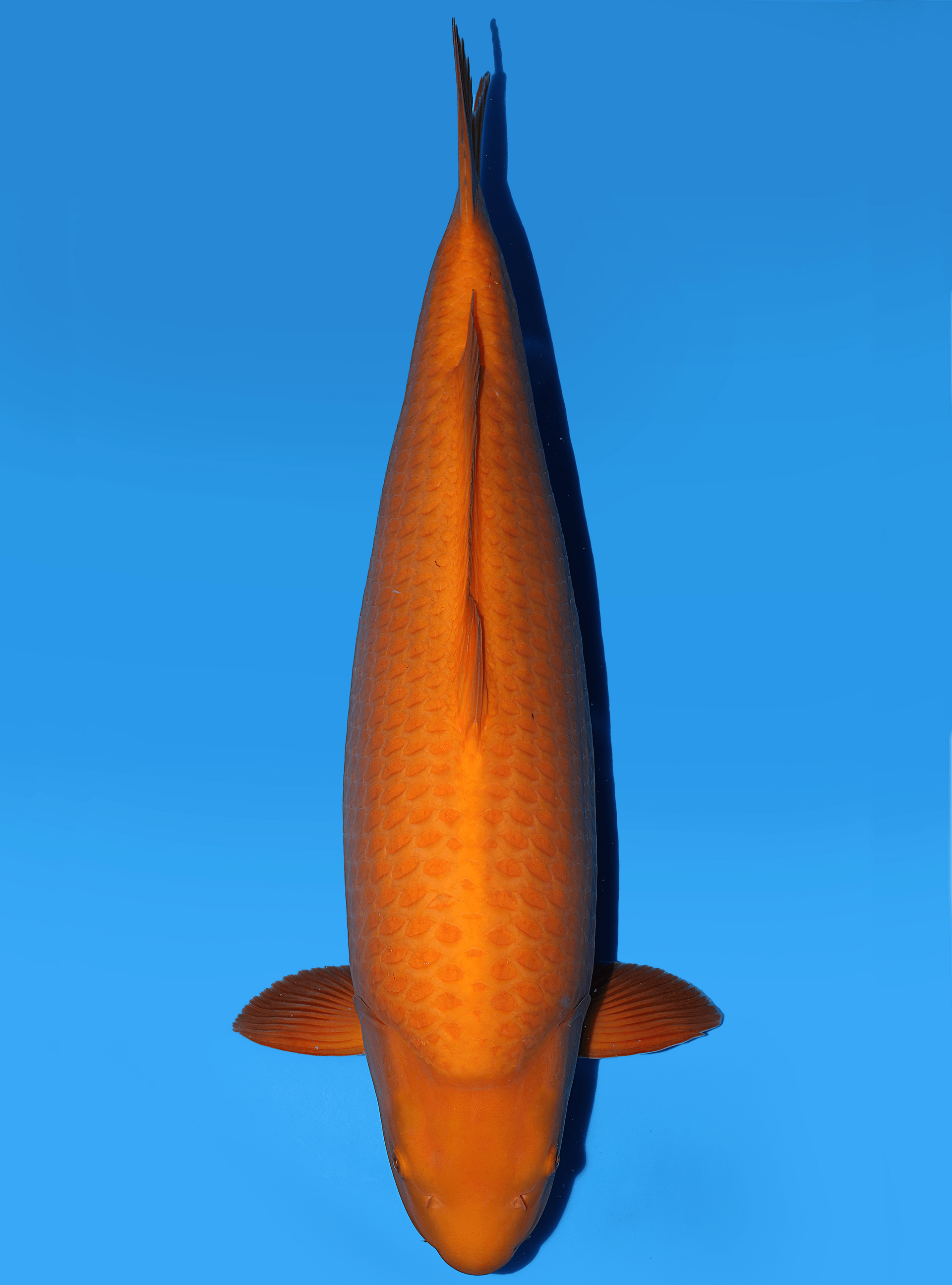 Japanse koi Yagenji Karashigoi Rokusai + 65 cm Female