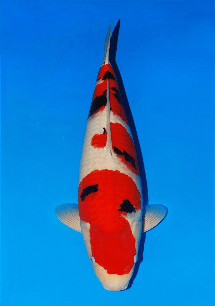 Japanse koi Sakai Fish Farm Sanke Garuda Gosai 55 cm Female