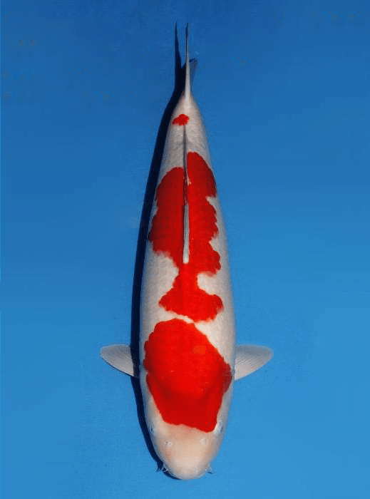 Japanse koi Dainichi SuperKohaku  Kohaku Rokusai + 66cm