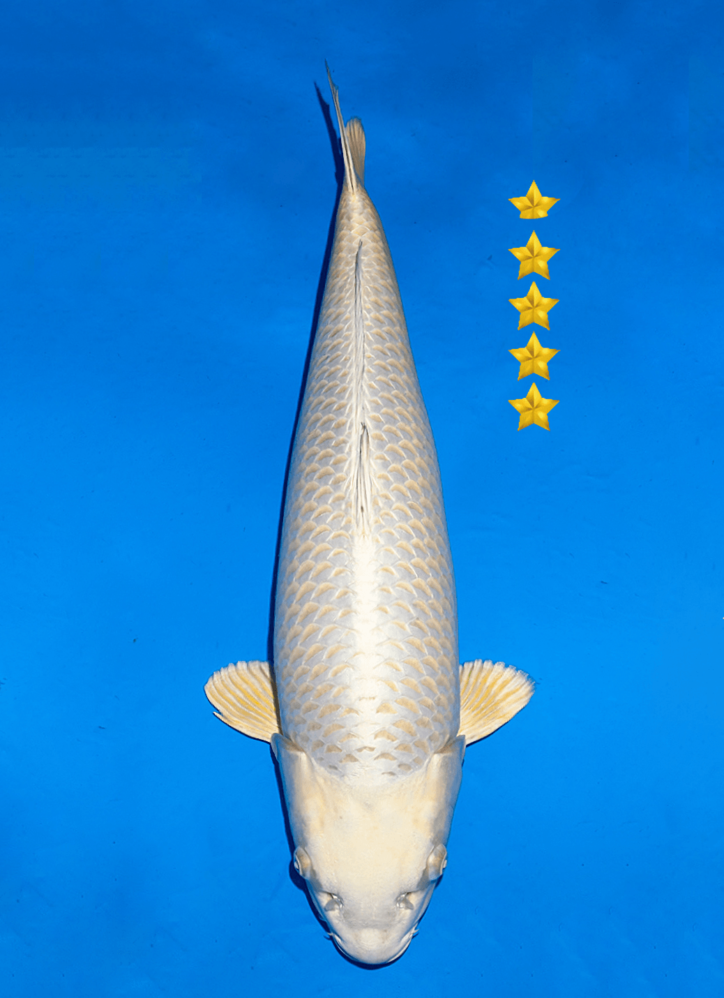 Japanse koi Ogata SilverFox Ginrin Mukashi Ogon Nisai 67cm